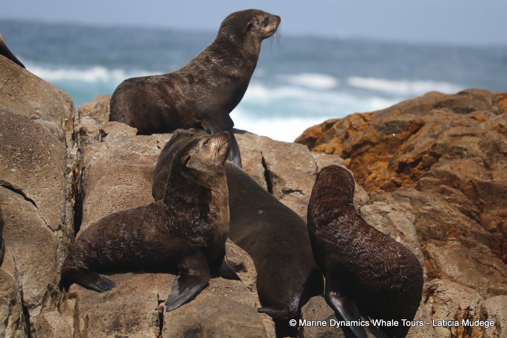 cape fur seal, whale watching, gansbaai, south africa