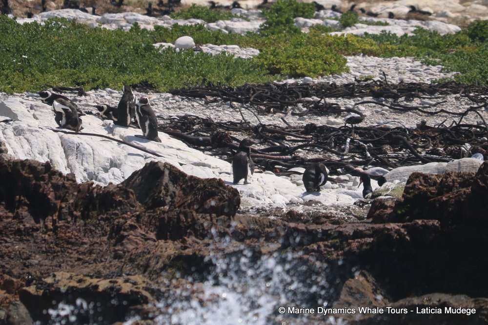 african penguin, whale watching, gansbaai, south africa