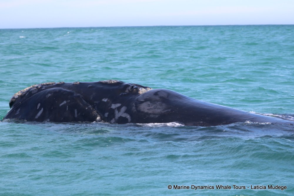 Southern right whale, whale watching, gansbaai, south africa,