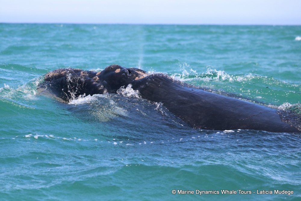 Southern right whale, whale watching, gansbaai, south africa,