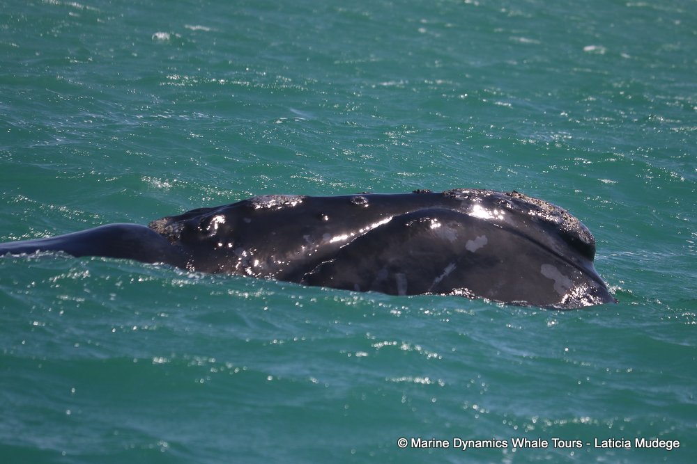 Southern right whale, whale watching, gansbaai, south africa,
