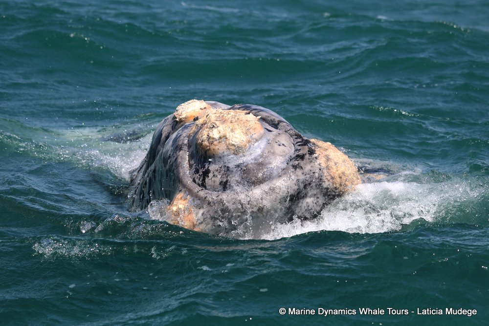 Southern right whale, whale watching, gansbaai, south africa,