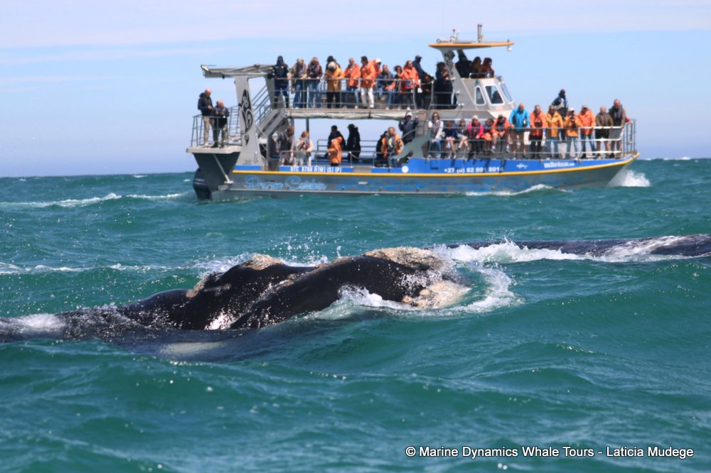 Southern right whale, whale watching, gansbaai, south africa,