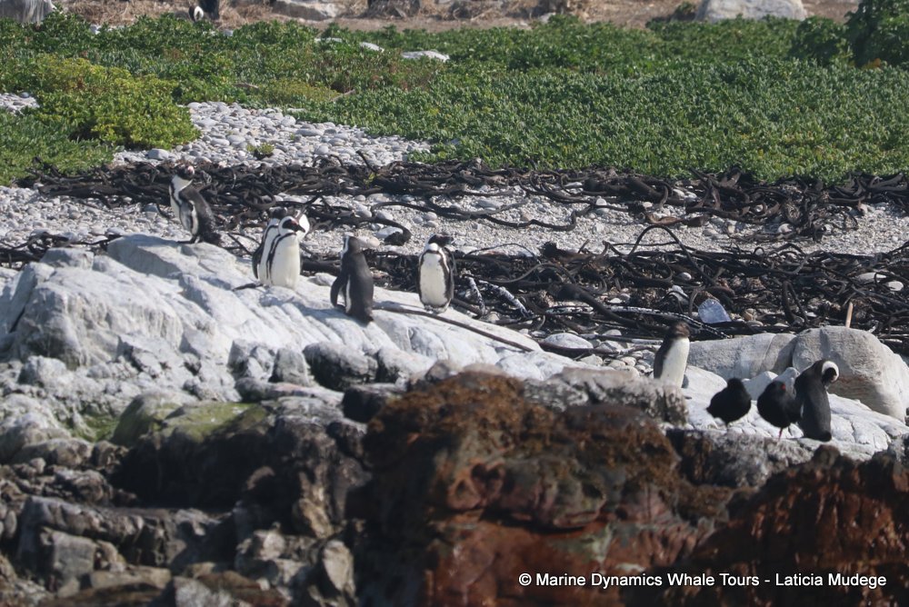 african penguin, whale watching, gansbaai, south africa
