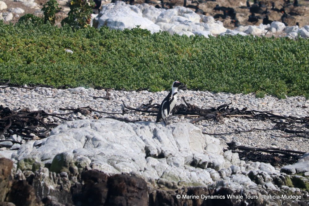 african penguin, whale watching, gansbaai, south africa