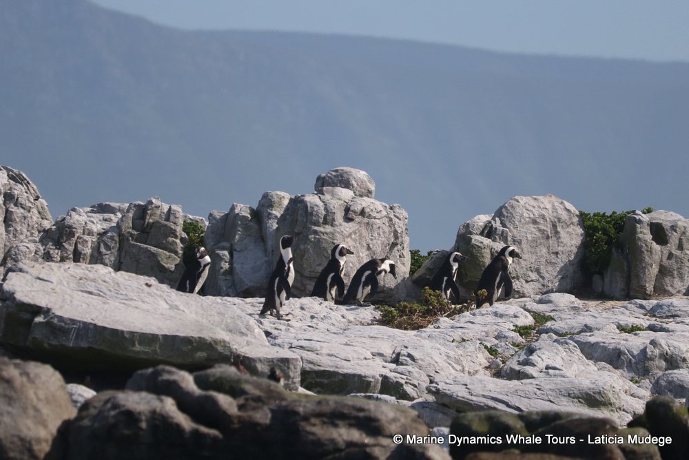 african penguin, whale watching, gansbaai, south africa