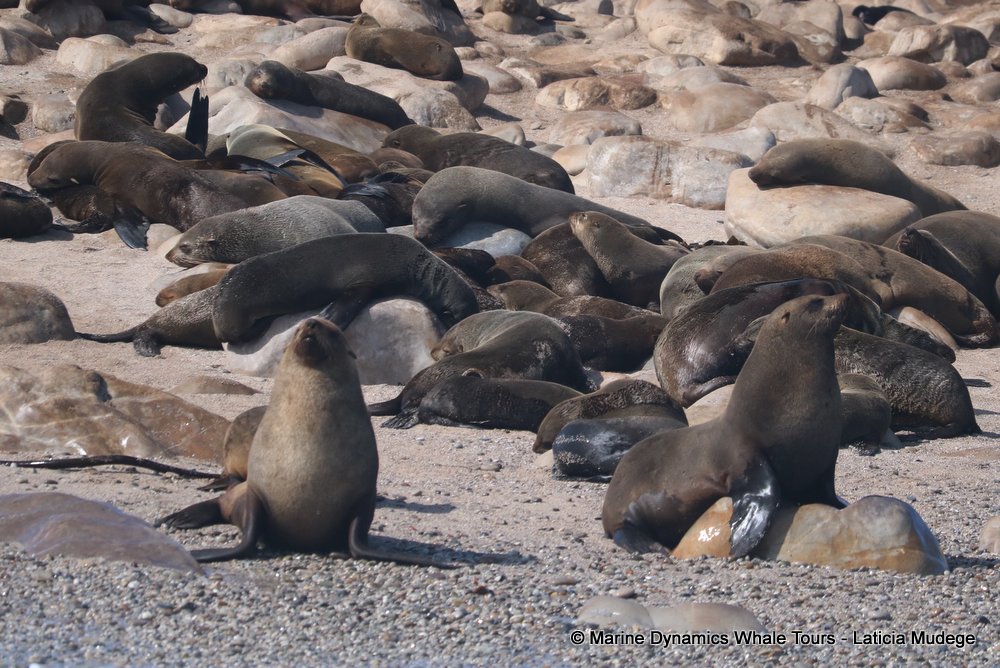 cape fur seal, whale watching, gansbaai, south africa