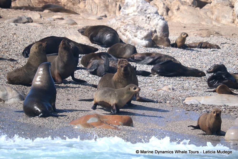 cape fur seal, whale watching, gansbaai, south africa