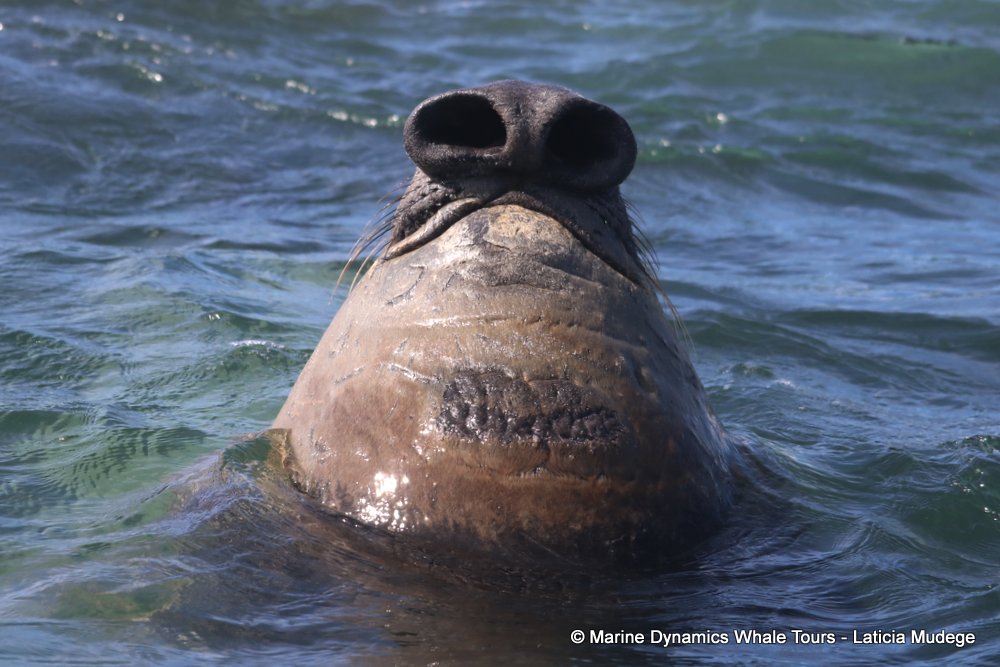 cape fur seal, whale watching, gansbaai, south africa