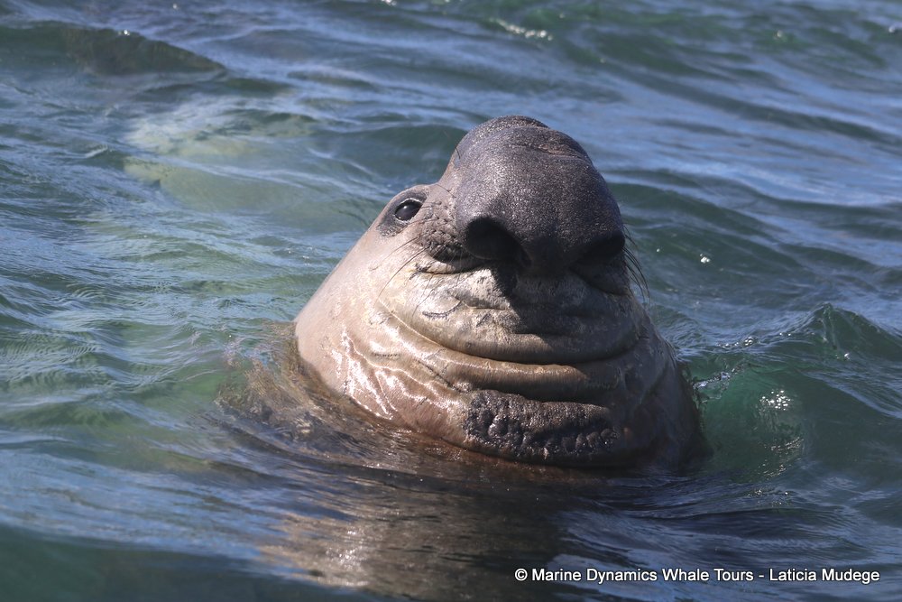 cape fur seal, whale watching, gansbaai, south africa