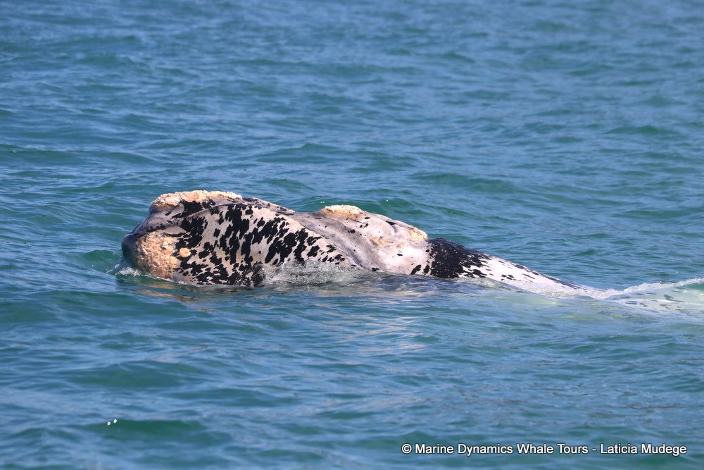 Southern right whale, whale watching, gansbaai, south africa,