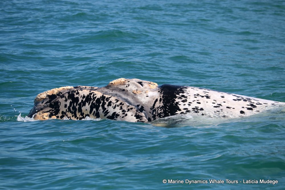 Southern right whale, whale watching, gansbaai, south africa,