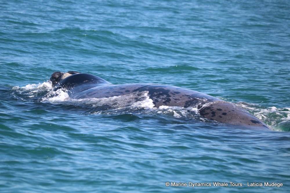 Southern right whale, whale watching, gansbaai, south africa,