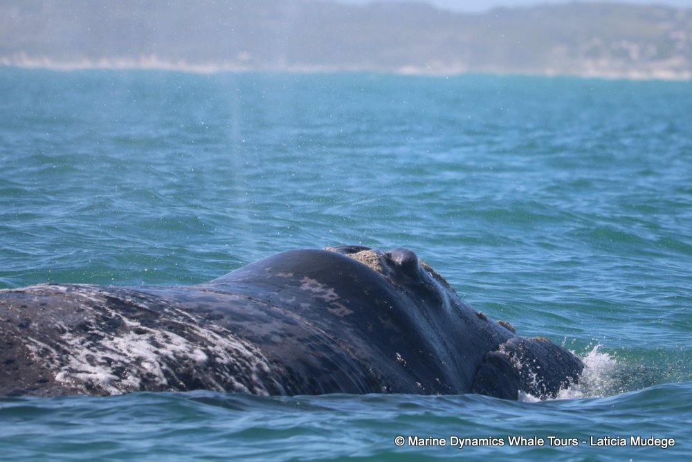 Southern right whale, whale watching, gansbaai, south africa,