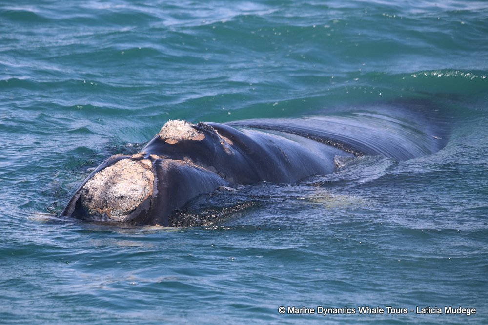 Southern right whale, whale watching, gansbaai, south africa,