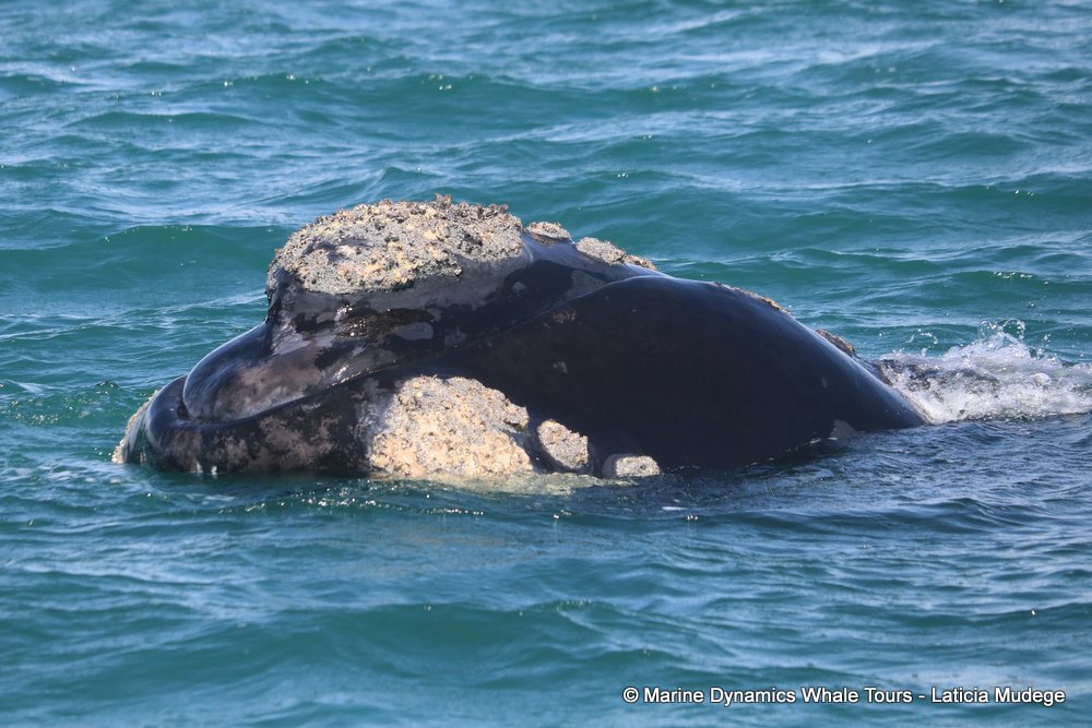 Southern right whale, whale watching, gansbaai, south africa,