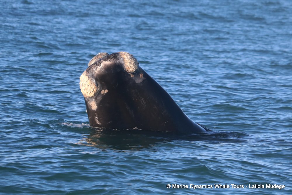Southern right whale, whale watching, gansbaai, south africa,