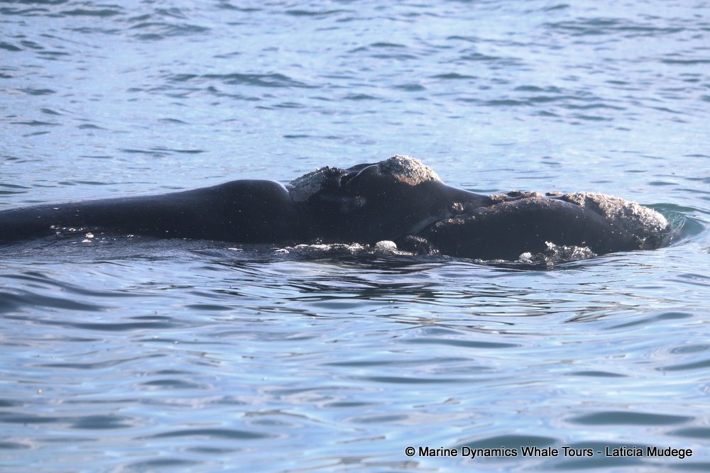 Southern right whale, whale watching, gansbaai, south africa,