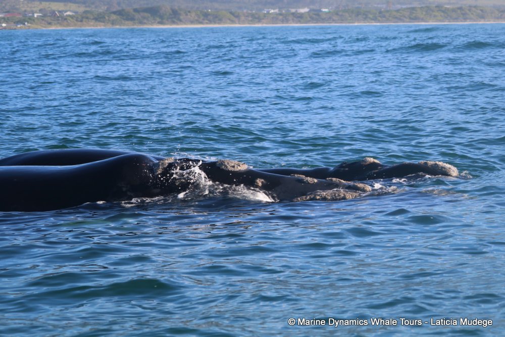 Southern right whale, whale watching, gansbaai, south africa,