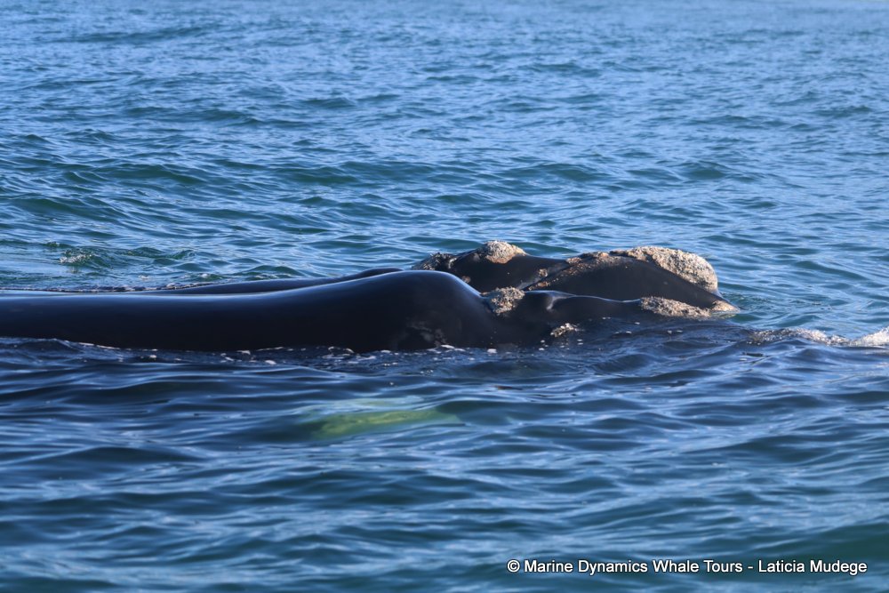 Southern right whale, whale watching, gansbaai, south africa,