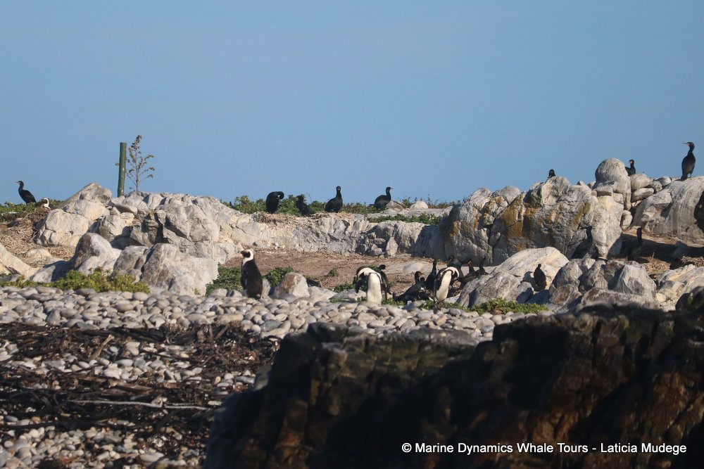 african penguin, whale watching, gansbaai, south africa