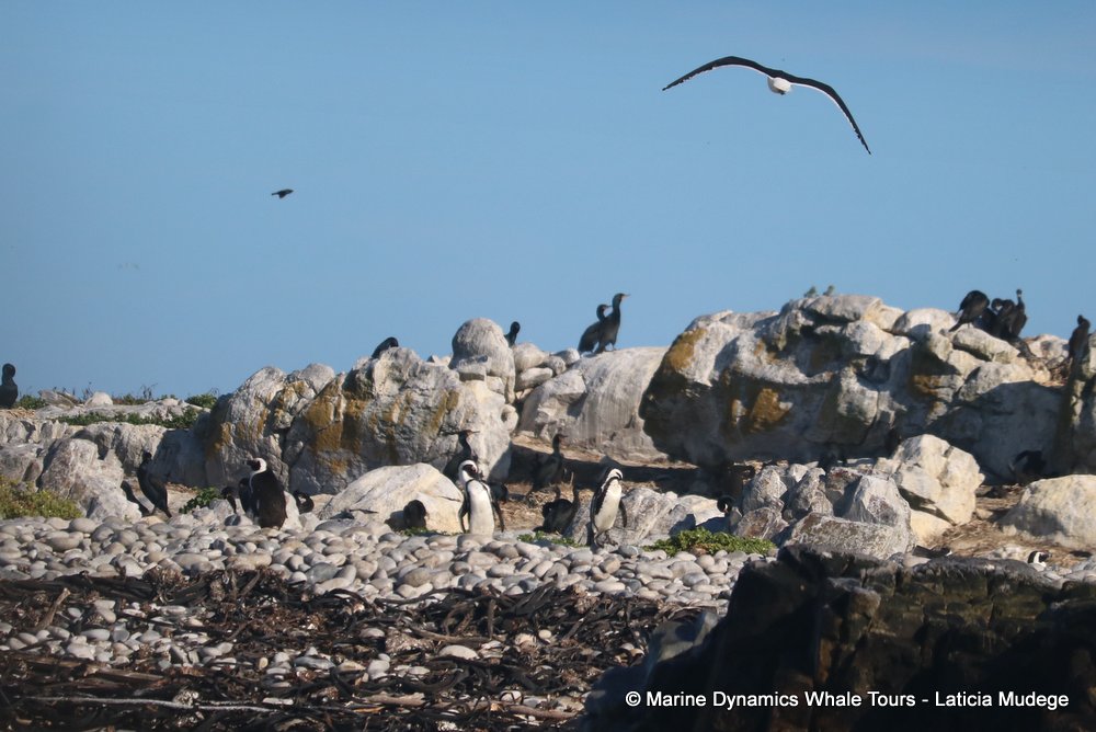 african penguin, whale watching, gansbaai, south africa