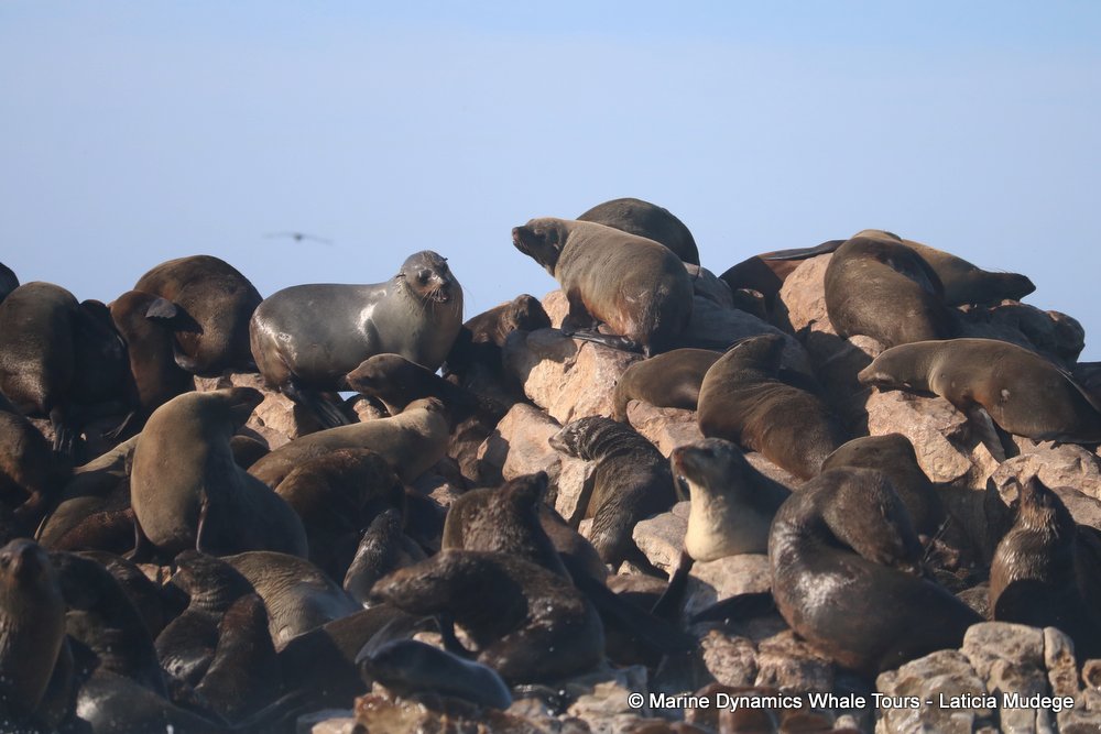 cape fur seal, whale watching, gansbaai, south africa