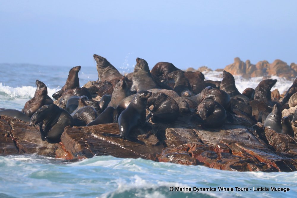 cape fur seal, whale watching, gansbaai, south africa