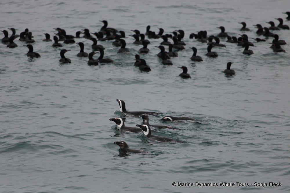 african penguin, whale watching, gansbaai, south africa