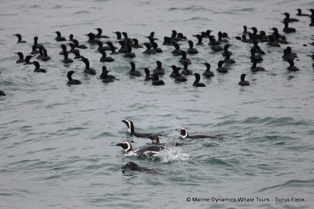 african penguin, whale watching, gansbaai, south africa