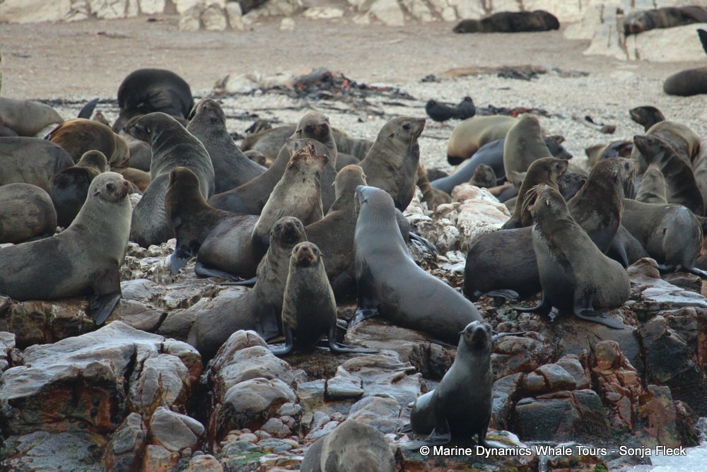 cape fur seal, whale watching, gansbaai, south africa