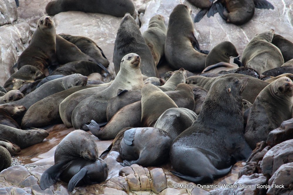 cape fur seal, whale watching, gansbaai, south africa