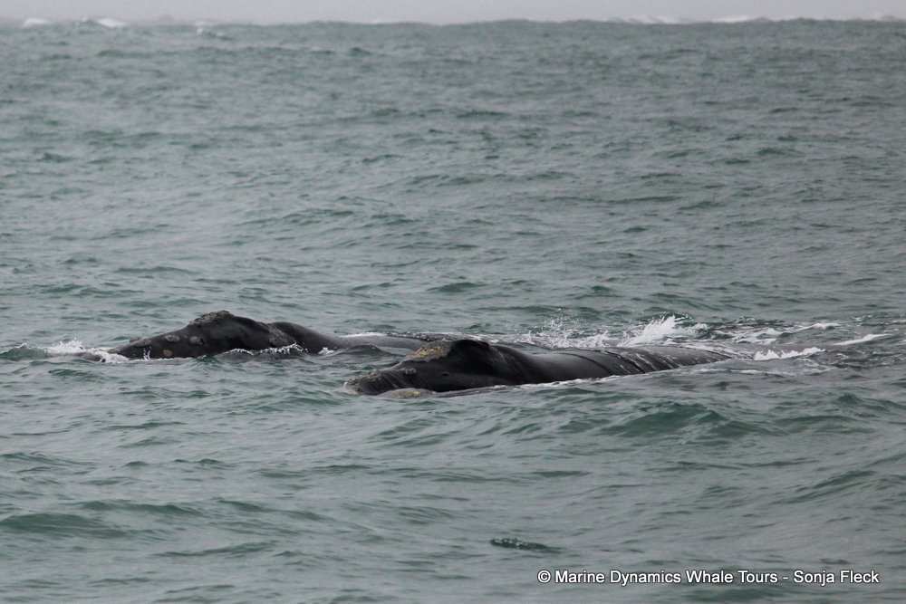Southern right whale, whale watching, gansbaai, south africa,