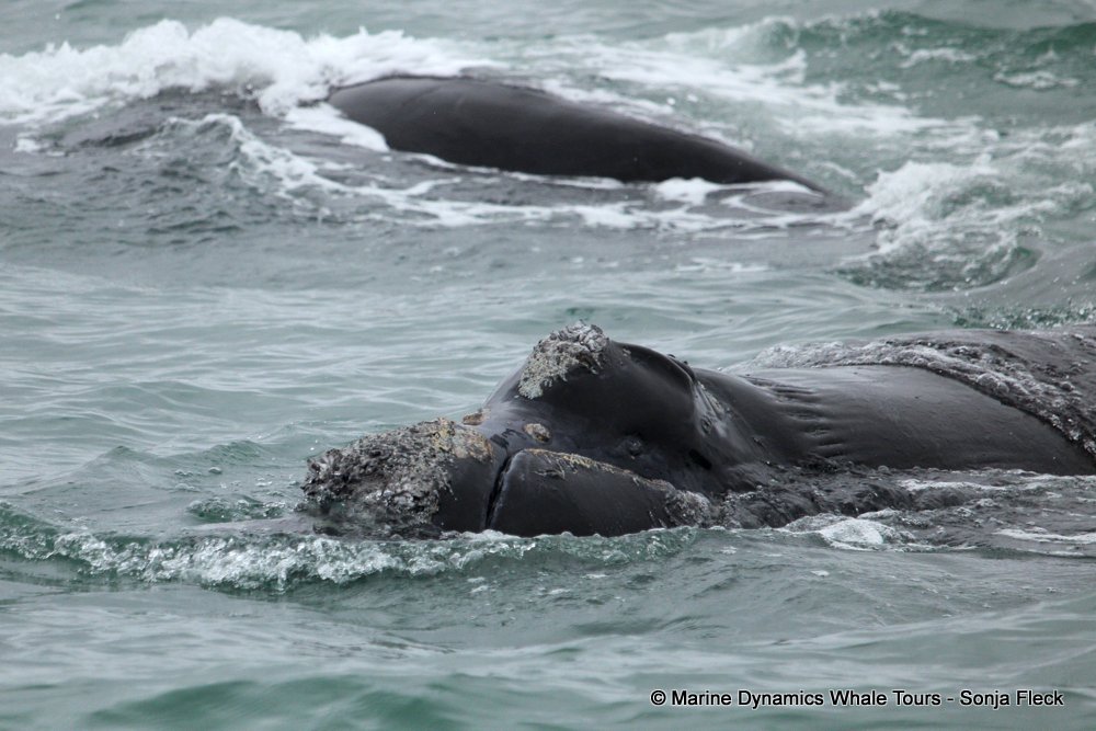 Southern right whale, whale watching, gansbaai, south africa,