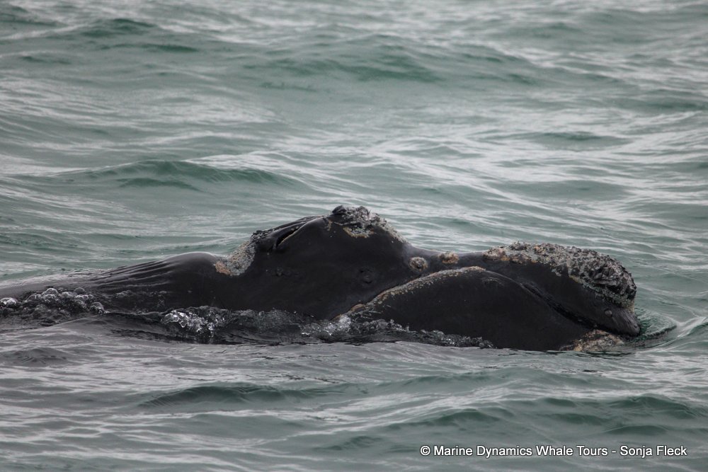 Southern right whale, whale watching, gansbaai, south africa,