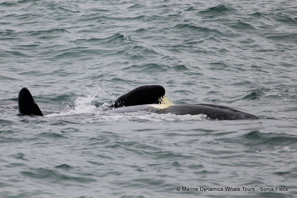 Southern right whale, whale watching, gansbaai, south africa,