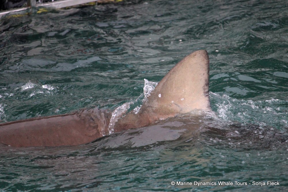 bronze whaler shark, whale watching, gansbaai, south africa,