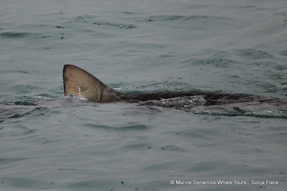 bronze whaler shark, whale watching, gansbaai, south africa,