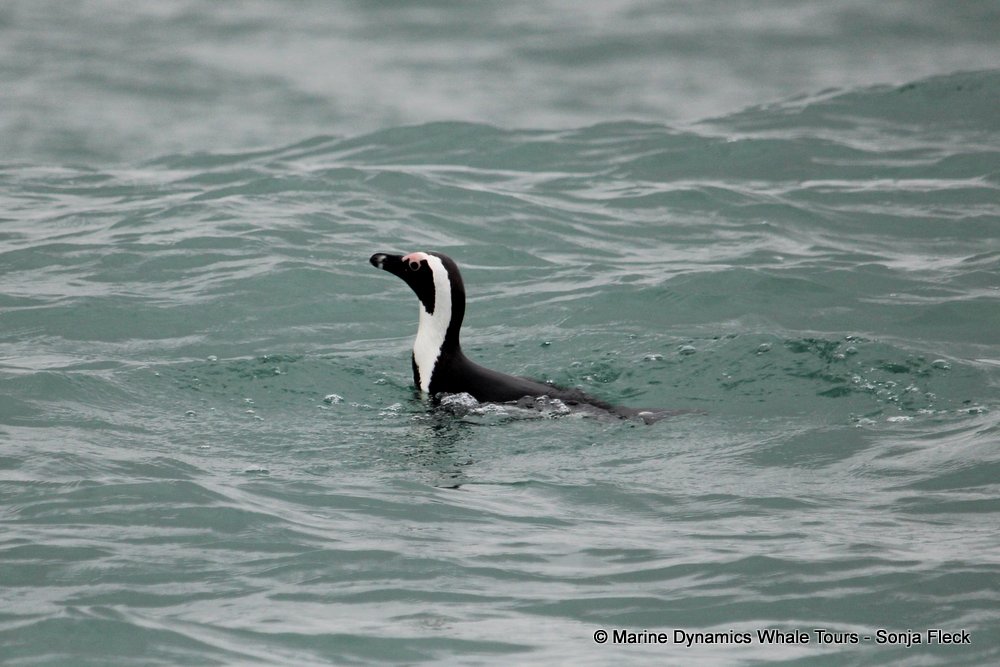 african penguin, whale watching, gansbaai, south africa