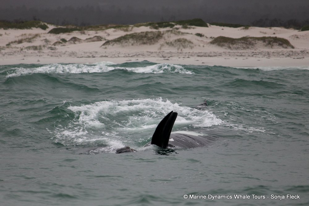 Southern right whale, whale watching, gansbaai, south africa,