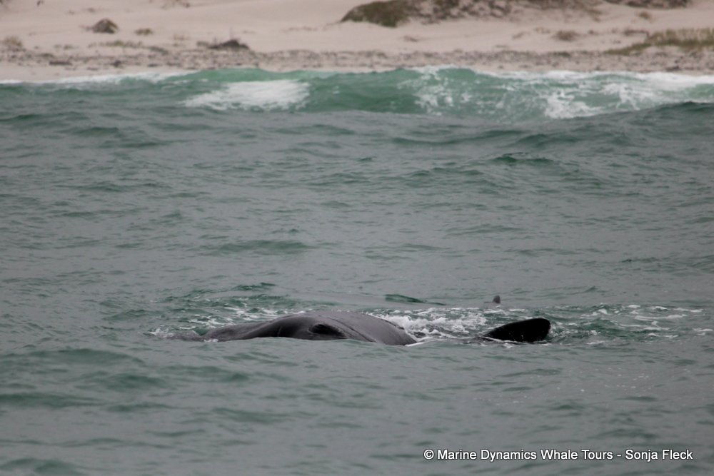 Southern right whale, whale watching, gansbaai, south africa,