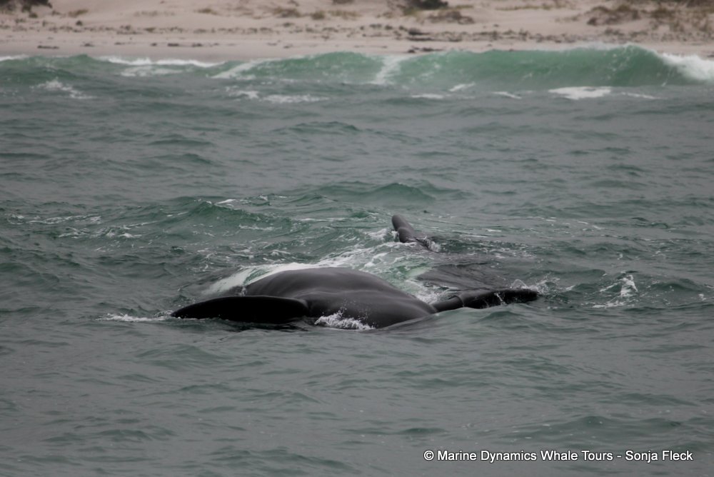 Southern right whale, whale watching, gansbaai, south africa,