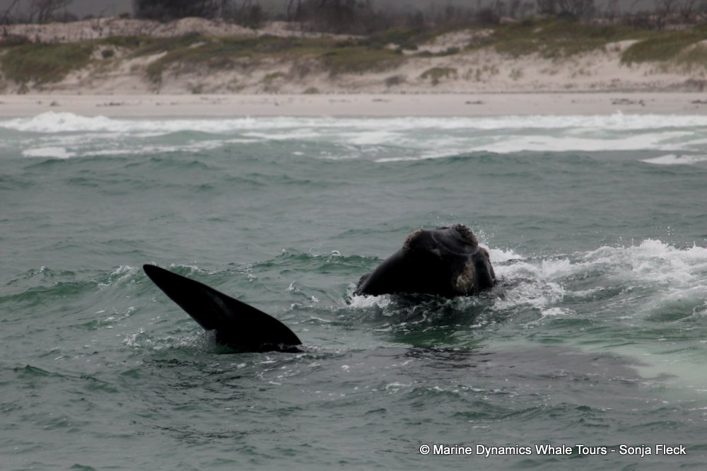 Southern right whale, whale watching, gansbaai, south africa,