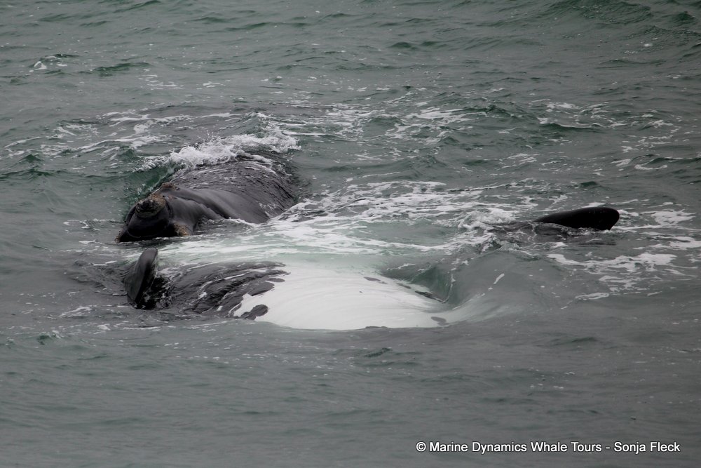 Southern right whale, whale watching, gansbaai, south africa,