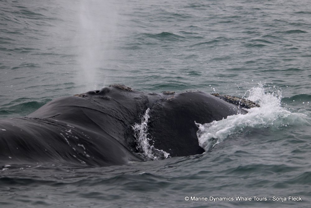 Southern right whale, whale watching, gansbaai, south africa,