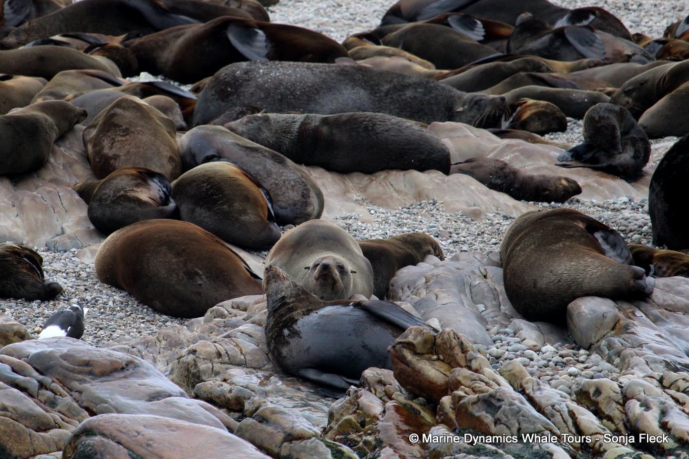 cape fur seal, whale watching, gansbaai, south africa