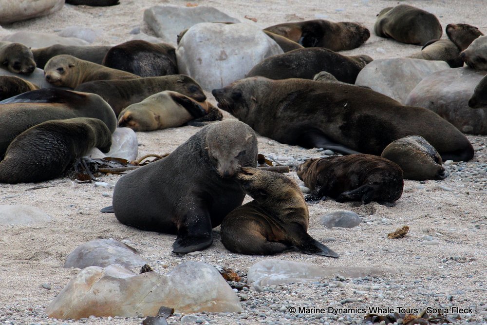 cape fur seal, whale watching, gansbaai, south africa