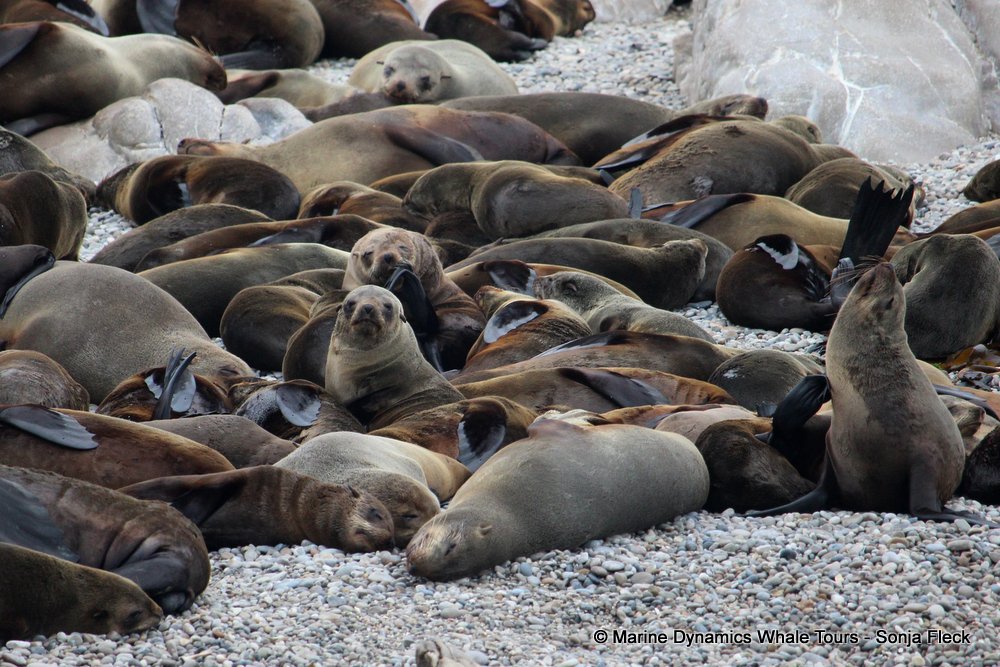 cape fur seal, whale watching, gansbaai, south africa