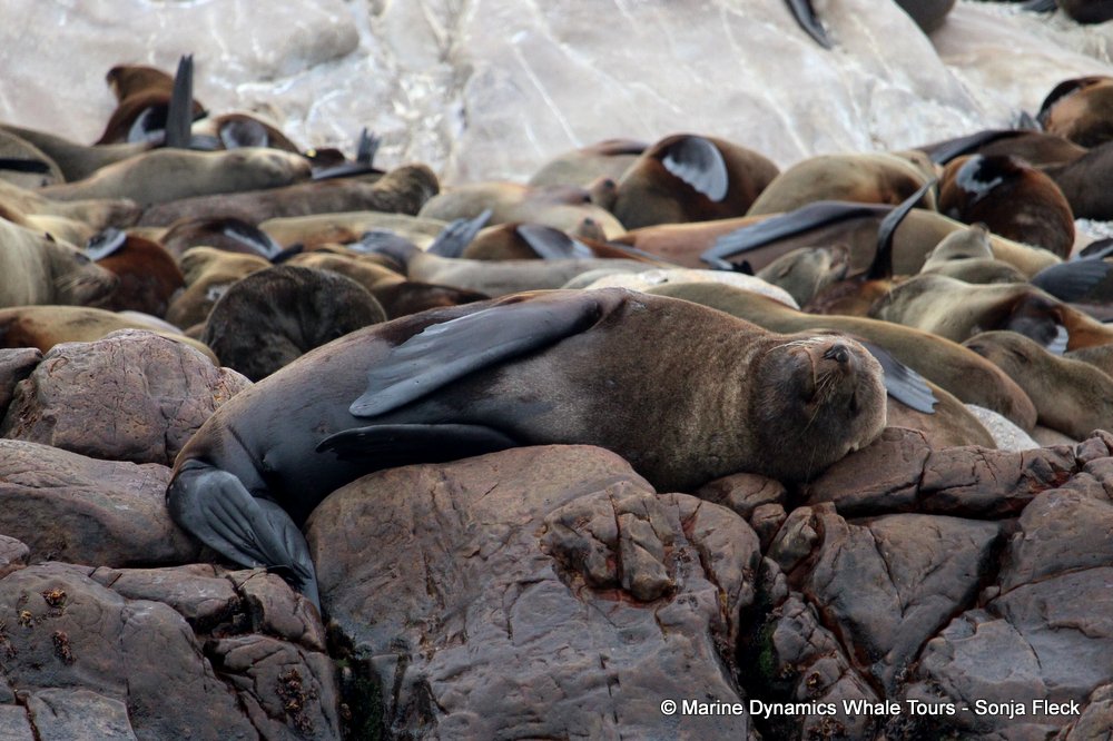 cape fur seal, whale watching, gansbaai, south africa
