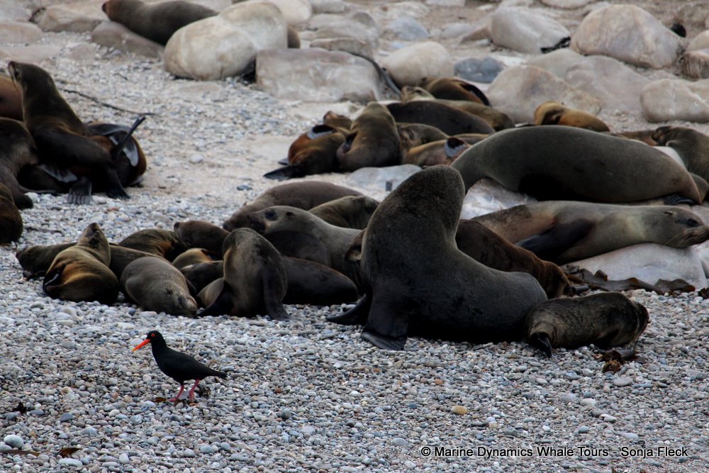 cape fur seal, whale watching, gansbaai, south africa
